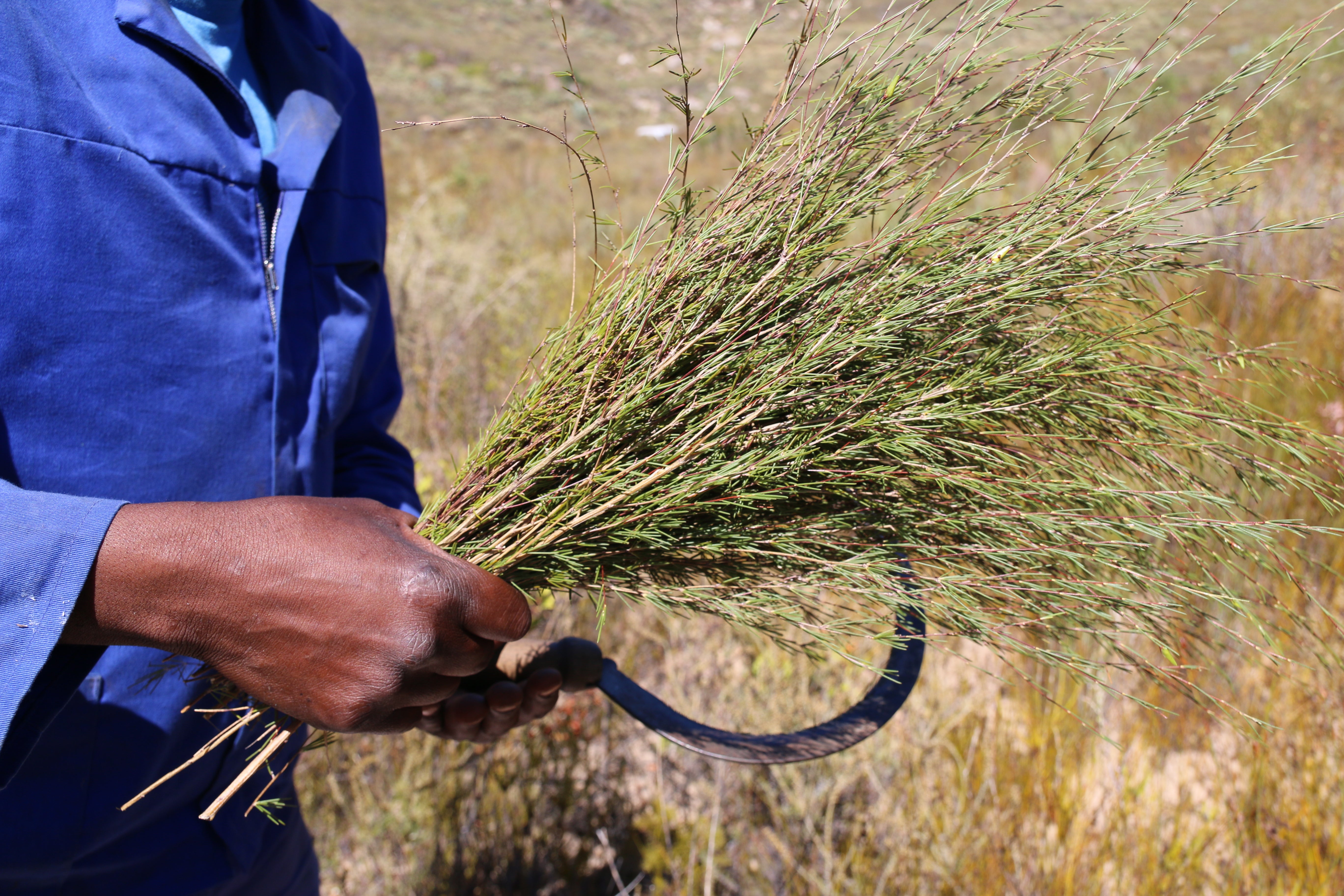 fescue plant Idaho Fescue – Native Utah Plants
