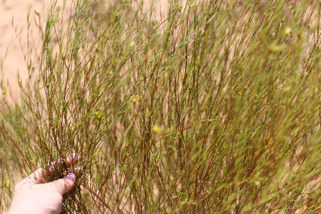 Wild Grown Rooibos