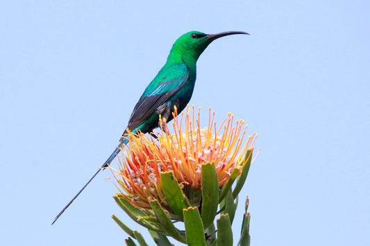 Malachite Sunbird Rooibos Tea