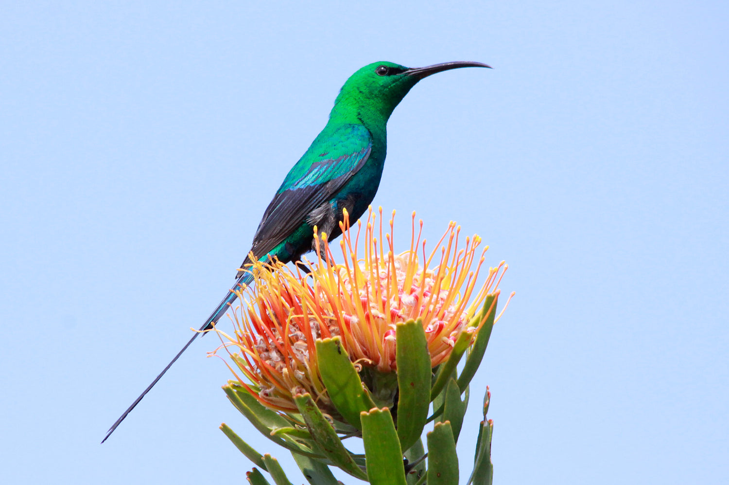 Photo of a sunbird perched on a pincushion protea, against a clear blue sky