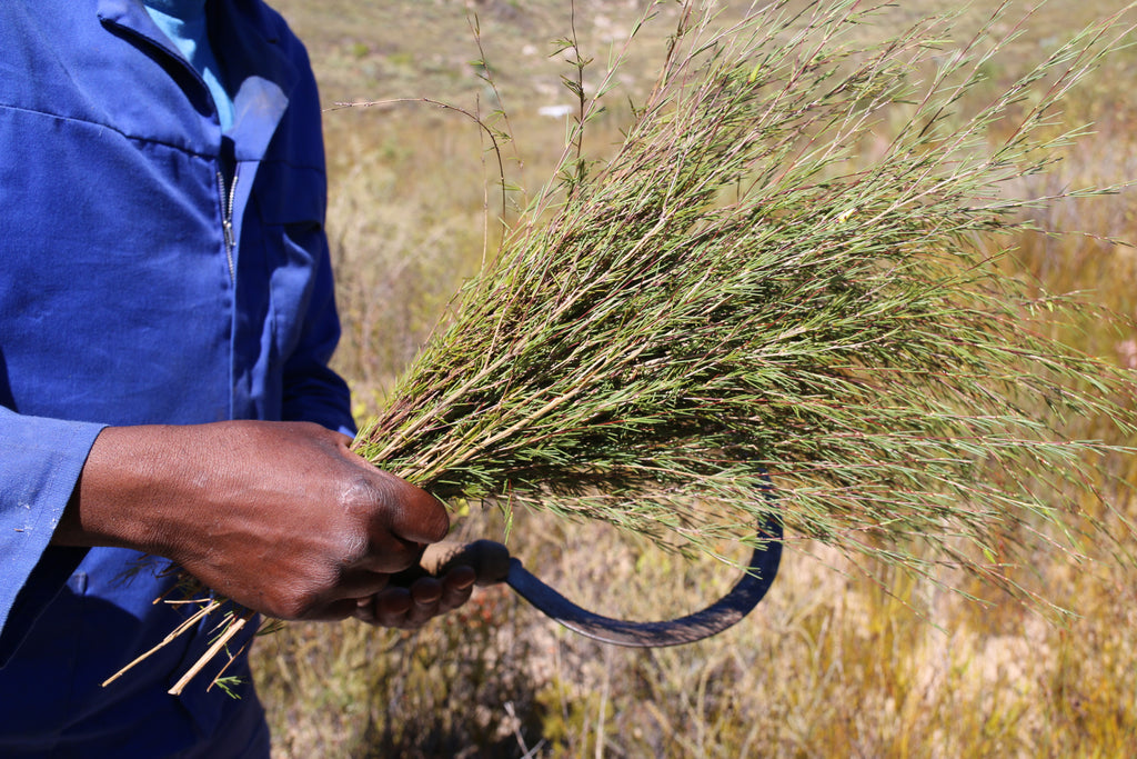 Harvesting Rooibos in the Cederberg Mountains